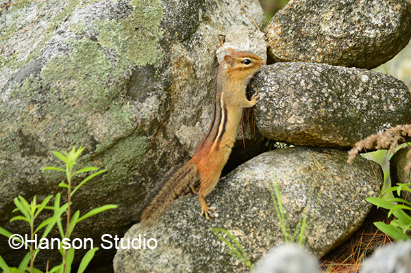 Chipmunk #2
